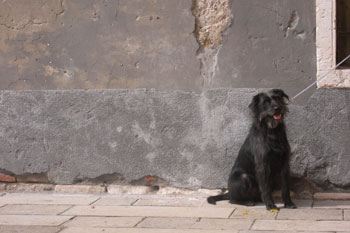 Dog in Italy